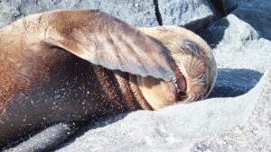 Seal photo