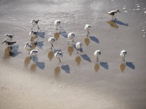 Sandpipers and reflections photo